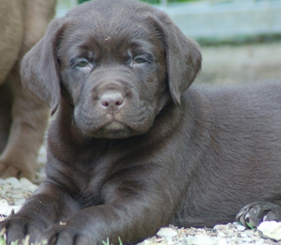 Petit mâle Labrador né le 09/03/2024 est proposé – vendu 1200 €.