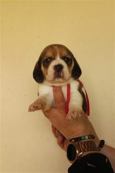 Petite femelle Beagle née le 05/04/2024 est proposée – vendue 1260 €.