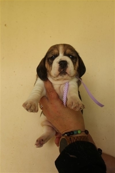 Petite femelle Beagle née le 05/04/2024 est proposée – vendue 1260 €.