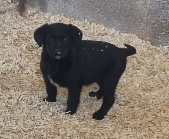 Petite femelle Labrador née le 20/02/2024 est proposée – vendue 650 €.