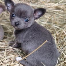 Acheter Chihuahua bébé pour 900 €