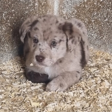Adoption chiot Labrador au prix de 700 €
