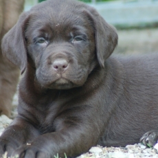 Acheter Labrador bébé pour 1200 €