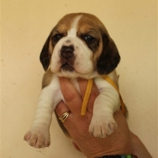 Chiot Beagle à adopter au prix de 1260 €