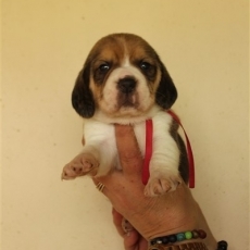 Adoption chiot Beagle au prix de 1260 €