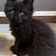 Adoption chaton Maine Coon au prix de 1400 €