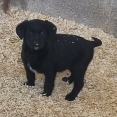 Labrador chiot vendu 650 €