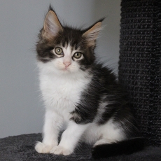 Adoption chaton Maine Coon au prix de 1300 €