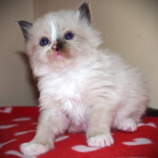 Adoption chaton Chat Ragdoll au prix de 1400 €