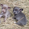 Chien Chihuahua proposé par l’élevage Elevage du P'tit Paradis d'Ory.
