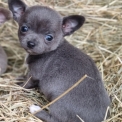Chihuahua disponible dans le Maine-et-Loire