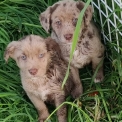 Adoption chiot Labrador au prix de 700 €