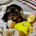 Acheter Yorkshire Terrier bébé pour 1500 €