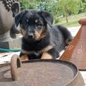 Chien Berger de Beauce proposé par l’élevage De la fontaine au cresson.