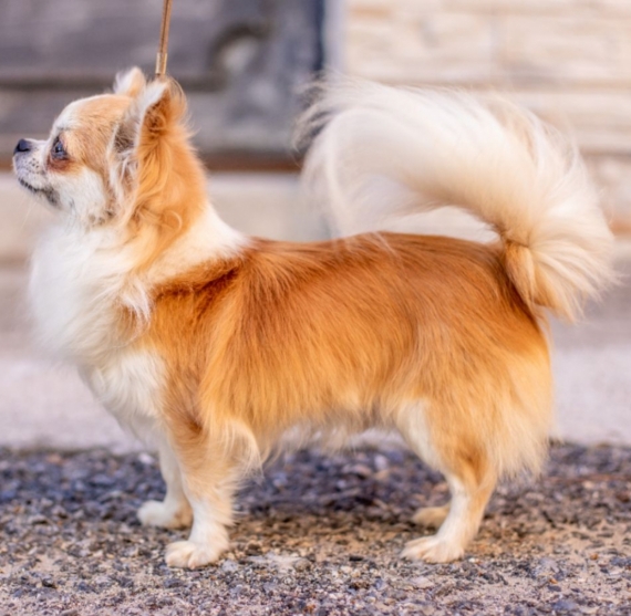 Petit mâle  né le 10/12/2025 est proposé – vendu 1770 €.