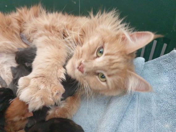 Petit mâle  né le 12/02/2026 est proposé – vendu 1600 €.