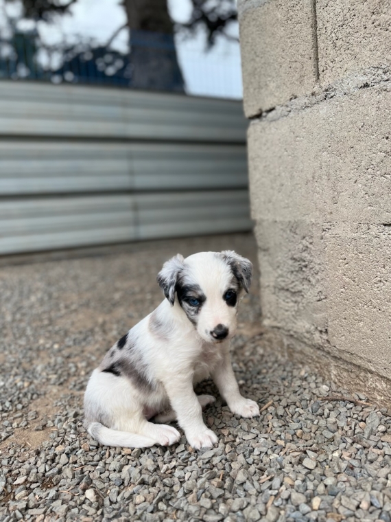 Petite femelle Border Collie née le 31/05/2024 est proposée – vendue 960 €.