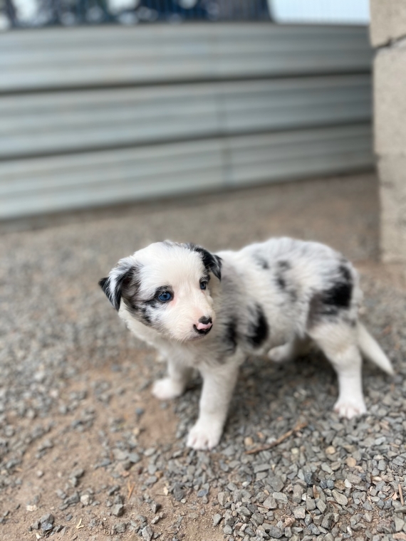 Petite femelle Border Collie ne le 31/05/2024 est propose  vendue 960 .