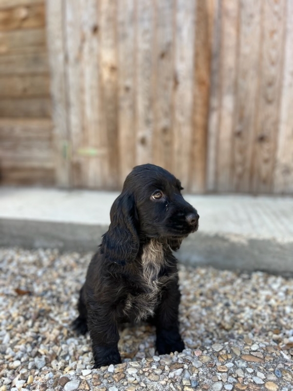 Petite femelle Cocker Anglais (Spaniel) ne le 29/04/2024 est propose  vendue 1060 .