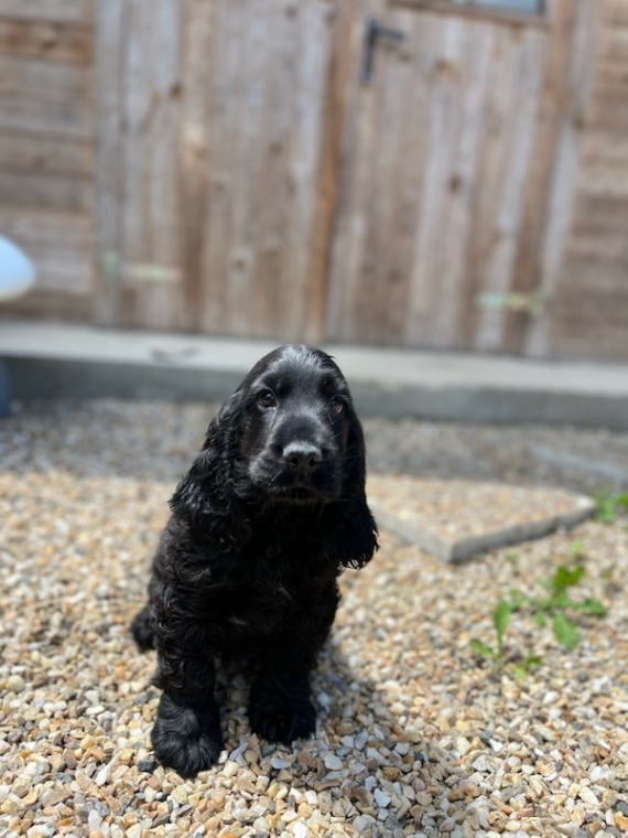 Petit mâle Cocker Anglais (Spaniel) né le 29/04/2024 est proposé – vendu 860 €.