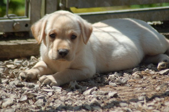 Petit mâle Labrador né le 09/04/2024 est proposé – vendu 1200 €.