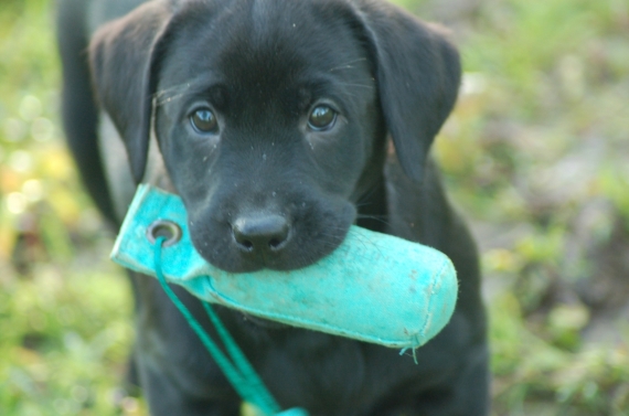 Petit mâle Labrador né le 09/04/2024 est proposé – vendu 1200 €.