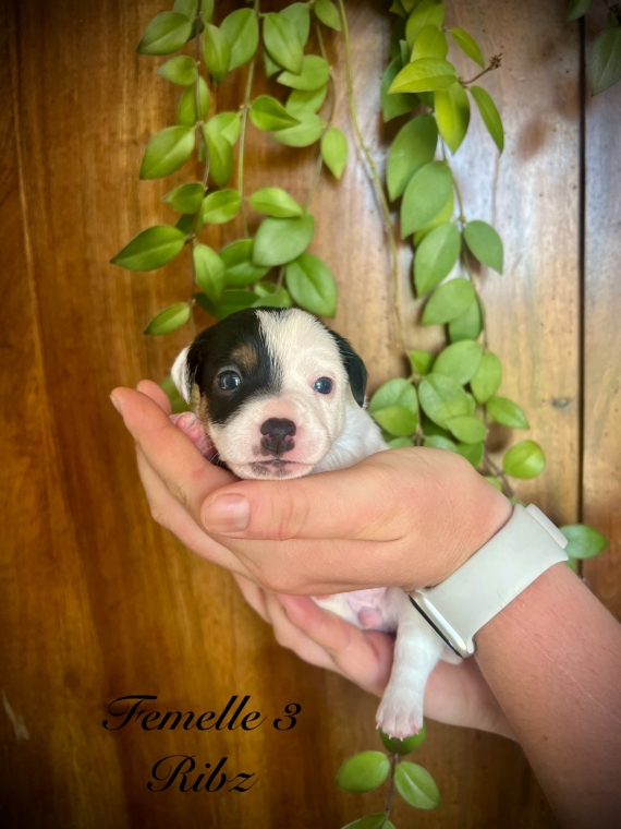 Petite femelle Jack Russell Terrier née le 26/06/2024 est proposée – vendue 1500 €.