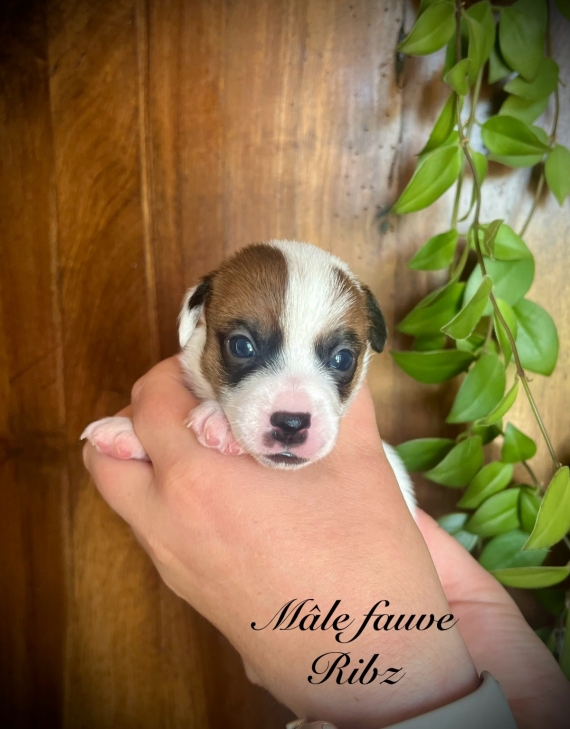 Petit mle Jack Russell Terrier n le 26/06/2024 est propos  vendu 1500 .