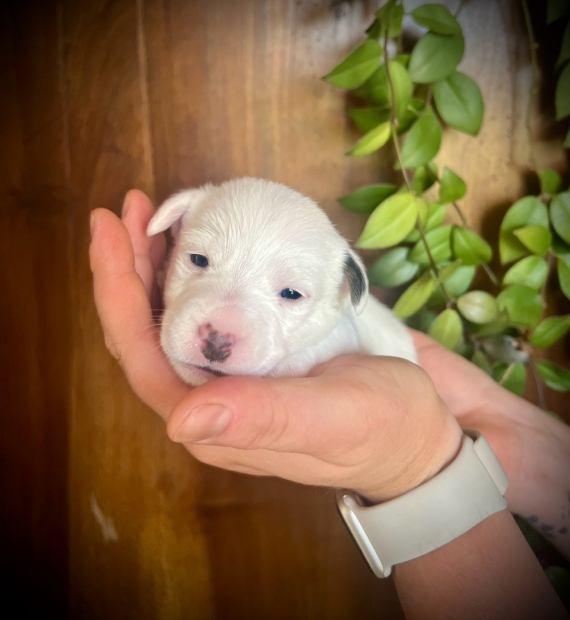 Petite femelle Jack Russell Terrier ne le 26/06/2024 est propose  vendue 1400 .