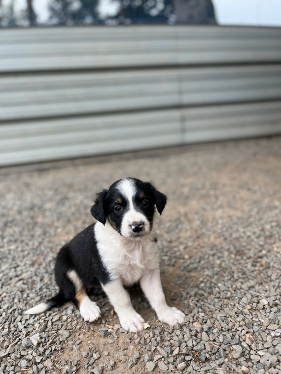 Petite femelle Border Collie née le 31/05/2024 est proposée – vendue 760 €.