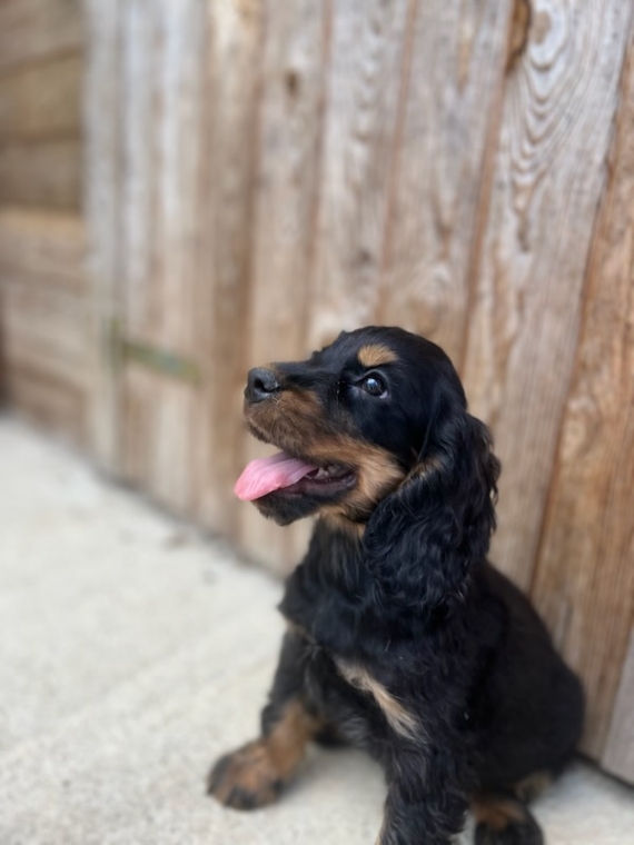 Petit mâle Cocker Anglais (Spaniel) né le 29/04/2024 est proposé – vendu 960 €.