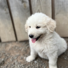 Chiot d'apparence de race Montagne des Pyrnes  adopter.