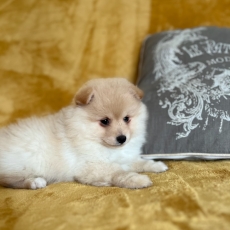 Chiot Petit Spitz Allemand  vendre au prix de 1200  vaccin et identifi.