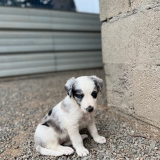 Cette petite femelle Border Collie propose  l'achat est ne le 31/05/2024.