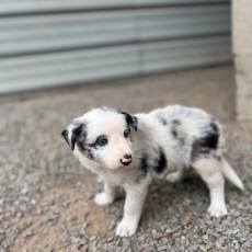 Chiot d'apparence de race Border Collie  adopter.