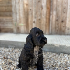 Chiot d'apparence de race Cocker Anglais Spaniel  adopter.