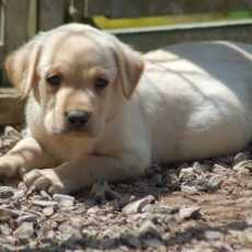 Adoption chiot Labrador au prix de 1200 €