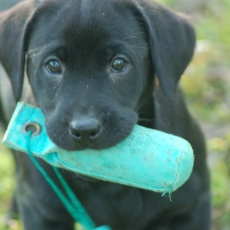 Acheter Labrador bébé pour 1200 €