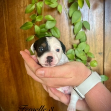 Cette petite femelle Jack Russell propose  l'achat est ne le 26/06/2024.