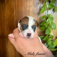 Chiot Jack Russell  vendre au prix de 1500  vaccin et identifi.