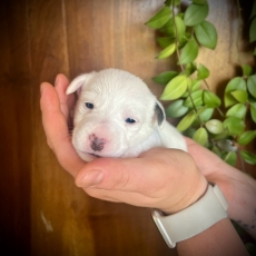 Chiot Jack Russell de race LOF avec pedigree  adopter.