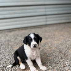 Cette petite femelle Border Collie propose  l'achat est ne le 31/05/2024.