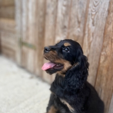 Chiot d'apparence de race Cocker Anglais Spaniel  adopter.