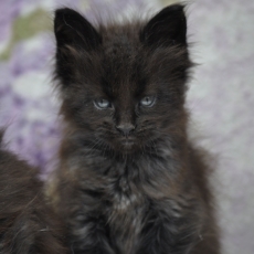 Adoption chaton Maine Coon au prix de 1600 €