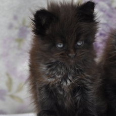 Acheter Maine Coon bébé pour 1600 €