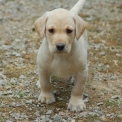 Chiot Labrador de race  en région Hauts-de-France.