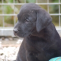 Chien Labrador proposé par l’élevage du Taillis Madame.