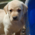 Chien Labrador proposé par l’élevage du Taillis Madame.