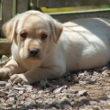 Labrador disponible dans le Pas-de-Calais