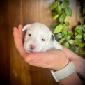 Chiot Jack Russell de race LOF avec pedigree  adopter.